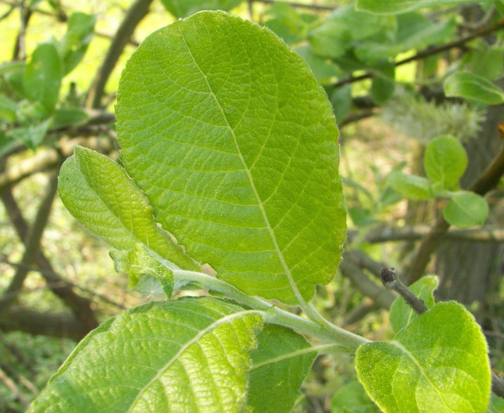 Le Saule des chèvres — Département de Biologie