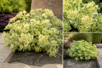 Sedum \'Frosty Morn\' - Orpin panach&eacute;&nbsp;: godet 9x9&nbsp;cm&nbsp;� 0,6&nbsp;litre