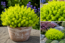 Sedum \'Lemon Ball\' : godet de 9x9 cm - 0,6 litre