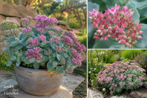Sedum \'Sieboldii\' : godet de 9x9 cm - 0,6 litre