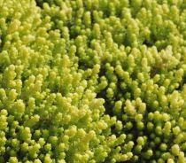 Sedum acre \'Aureum\' : godet 9x9 cm