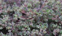 Sedum cauticola \'Lidakense\' : Godet 9x9 cm