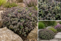 Sedum cauticola \'Lidakense\' : godet 9x9 cm
