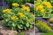 Sedum kamtchaticum variegatum : Godet de 9x9 cm