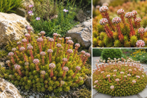 Sedum lydium / Orpin de Lydie&nbsp;: godet 9x9&nbsp;cm � 0,6&nbsp;litre