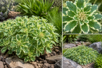Sedum takesimense \'Atlantis\' / Orpin du Takeshima panach&eacute;&nbsp;: godet 9x9&nbsp;cm � 0,6&nbsp;litre