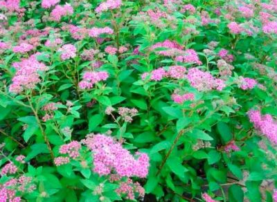 Spiraea japonica \'Manon\' - Spir�e du Japon \'Manon\' : taille 20/30 cm - pot de 3 litres