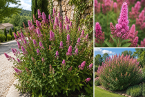 Spiree Billardii : Taille 40/60 cm - Pot de 3 litres