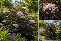 Sureau noir - Sambucus nigra \'Black Beauty\' : Taille 30/40 cm - Pot de 3 litres