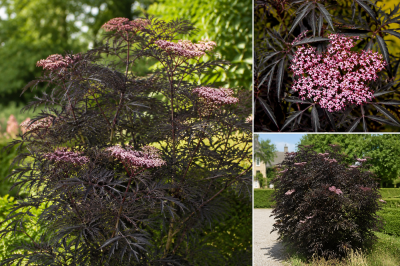 Sureau noir - Sambucus nigra \'Black Lace\' : Taille 30/40 cm - Pot de 3 litres