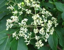 Tetradium daniellii - Arbre aux cent mille fleurs : taille 40/+ cm - pot de 3 litres