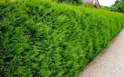 Thuya Occidentalis �Brabant� - Thuya �Brabant� : taille 80 /100cm - Pot de 3 litres