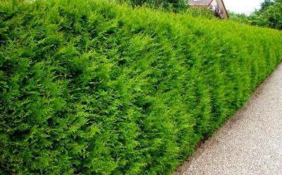 Thuya Occidentalis �Brabant� - Thuya �Brabant� : taille 80 /100cm - Pot de 3 litres