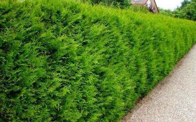 Thuya Occidentalis �Brabant� - Thuya �Brabant� : taille 80 /100cm - Pot de 3 litres