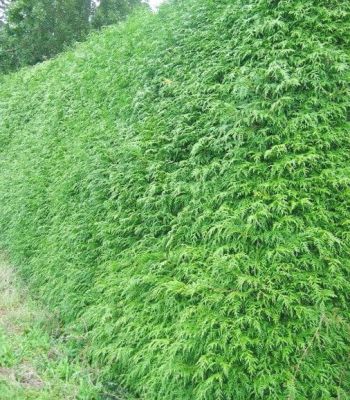 Thuya Plicata Excelsa - Thuya g�ant : taille 100/+