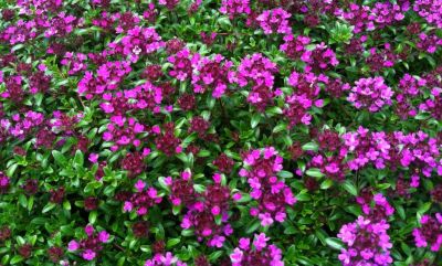 Thymus praecox \'Coccineus\' - Thym couch�, Thym pr�coce : godet de 9x9 cm - 0,6 litre