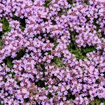 Thymus serpyllum \'Elfin\' / Thym rampant \'Elfin\' : godet de 9x9 cm - 0,6 litre