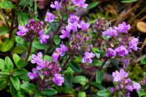 Thymus serpyllum \'Elfin\' / Thym rampant \'Elfin\' : godet de 9x9 cm - 0,6 litre