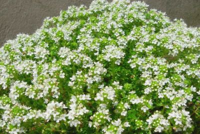 Thymus Serpyllum \'Snowdrift\' / Thym serpolet blanc�: godet 9x9 cm � 0,6 litre
