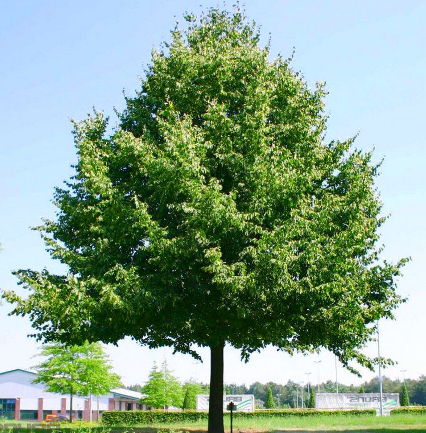 TILIA CORDATA - Tilleul à petites feuilles : lot de 10 pieds