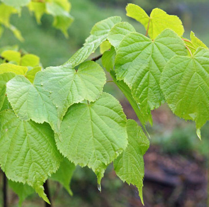 TILIA CORDATA - Tilleul à petites feuilles : taille 60/90 cm