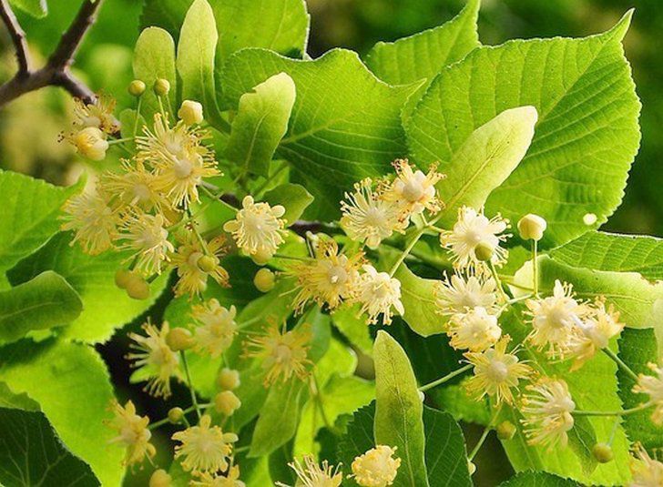 TILIA platyphyllos (Tilleul de Hollande)