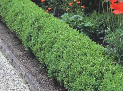 Tro�ne commun \'Lodense\', Tro�ne d\'Europe \'Lodense\', Tro�ne nain \'Lodense\', Ligustrum vulgare \'Londense\' : taille 30/50 cm - raci