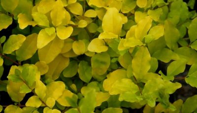 Tro�ne de Californie \'Lemon Lime\' : taille 30/+ cm - pot de 2 litres