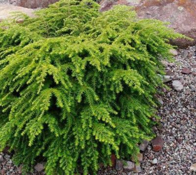 Tsuga canadensis \'Jeddeloh\' / Pruche du Canada nain : taille 20/25 cm - pot de 2,5 litres : taille 20/25 cm - pot de 2,5 litres