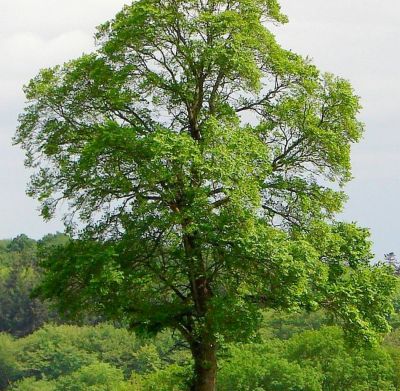 Ulmus campestris / Orme champ�tre : taille 60/80 cm - Racines Nues