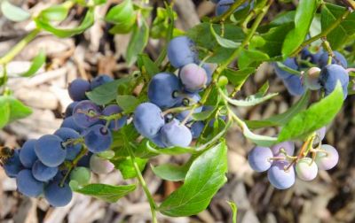 Vaccinium corymbosum \'Blue Dessert\' - Myrtille \'Blue Dessert\' : 30/50 cm - pot de 2 litres