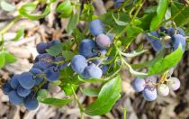 Vaccinium corymbosum \'Blue Dessert\' - Myrtille \'Blue Dessert\' : 30/50 cm - pot de 2 litres