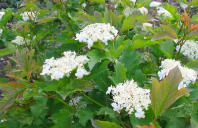 Viburnum opulus \'Compactum\' � Viorne obier compact : taille 30/40 cm - pot de 3 litres