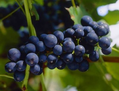 Vigne \'Boskoop Glory\' : taille 30/40 cm - pot de 1.5 litres