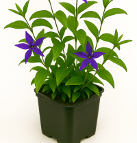 Vinca Acutiloba - Grande pervenche acutiloba : godet de 9x9 cm - 0,6 litre