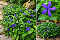 Vinca Acutiloba - Grande pervenche acutiloba : godet de 9x9 cm - 0,6 litre