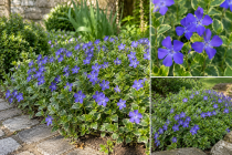 Vinca minor \'Ralph Shugert\' / Petite pervenche panach&eacute;e&nbsp;: godet de 9x9 cm - 0,6 litre