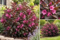 Weigela Florida purpurea : Taille 15/20 cm - Godet 9x9 cm